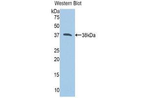 Western Blotting (WB) image for anti-Calpain 1 (CAPN1) (AA 387-694) antibody (ABIN3205754) (CAPN1 抗体  (AA 387-694))