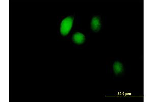 Immunofluorescence of purified MaxPab antibody to BOLA1 on HeLa cell. (BOLA1 抗体  (AA 1-137))