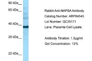 Western Blotting (WB) image for anti-Napsin A Aspartic Peptidase (NAPSA) (Middle Region) antibody (ABIN2789872) (NAPSA 抗体  (Middle Region))