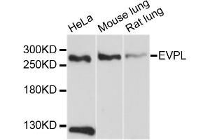 Western blot analysis of extracts of various cell lines, using EVPL antibody (ABIN4903615) at 1:1000 dilution. (Envoplakin 抗体)