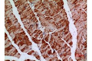 Immunohistochemistry (IHC) analysis of paraffin-embedded Mouse Muscle, antibody was diluted at 1:100. (Amphiphysin 抗体  (C-Term))