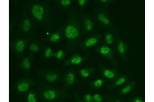 Immunofluorescence analysis of A549 cells using POLR2E Polyclonal Antibody (POLR2E 抗体)