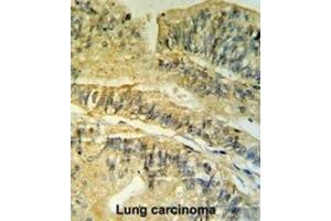 Immunohistochemistry (IHC) image for anti-FK506 Binding Protein 2, 13kDa (FKBP2) antibody (ABIN3002777) (FKBP2 抗体)