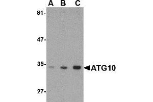 Western Blotting (WB) image for anti-Autophagy Related 10 (ATG10) (C-Term) antibody (ABIN1030262) (ATG10 抗体  (C-Term))