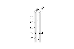 Western blot analysis in Hela and mouse C2C12 cell line lysates (35ug/lane). (SDHA 抗体  (C-Term))