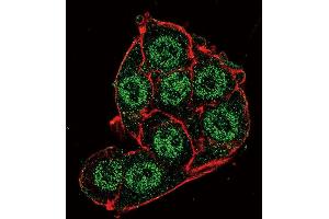 Confocal immunofluorescent analysis of PDK4 Antibody (Center D98) f with Hela cell followed by Alexa Fluor 488-conjugated goat anti-rabbit lgG (green). (PDK4 抗体  (AA 83-111))