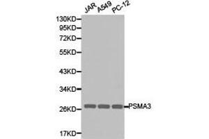Western Blotting (WB) image for anti-Proteasome Subunit Alpha Type 3 (PSMA3) antibody (ABIN1874365) (PSMA3 抗体)