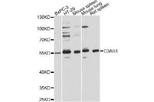 Western blot analysis of extracts of various cell lines, using C3AR1 Antibody (ABIN2561507) at 1:3000 dilution.