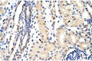 Immunohistochemical staining (Formalin-fixed paraffin-embedded sections) of human kidney with EXOSC3 polyclonal antibody  at 4-8 ug/mL working concentration. (EXOSC3 抗体  (C-Term))