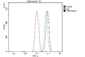 Flow Cytometry analysis of THP-1 cells using anti-PTBP2 antibody (ABIN7599454). (PTBP2 抗体  (AA 1-504))