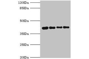 Western blot All lanes: SEPHS1 antibody at 3. (SEPHS1 抗体  (AA 1-392))