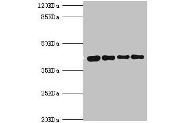 SEPHS1 抗体  (AA 1-392)