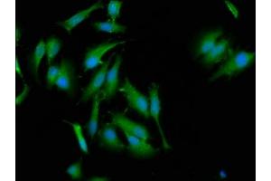 Immunofluorescence staining of Hela cells with ABIN7165873 at 1:133, counter-stained with DAPI. (NLRC5 抗体  (AA 95-208))