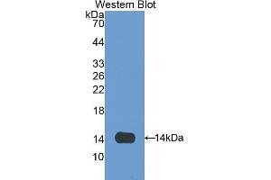 Western Blotting (WB) image for anti-Olfactomedin 4 (OLFM4) (AA 405-511) antibody (ABIN1172486)