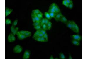 Immunofluorescence staining of HepG2 cells with ABIN7169341 at 1:200, counter-stained with DAPI. (SERPINB4 抗体  (AA 128-208))