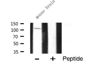 Western blot analysis of M3K13 expression in Mouse brain lysate (MAP3K13 抗体  (N-Term))