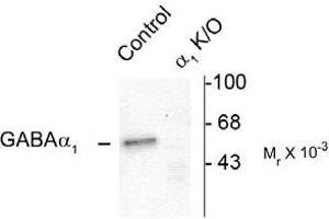 Image no. 2 for anti-gamma-aminobutyric Acid (GABA) A Receptor, alpha 1 (GABRA1) (N-Term) antibody (ABIN221189) (GABRA1 抗体  (N-Term))