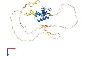 FOXI2 Protein (AA 1-311) (His tag)