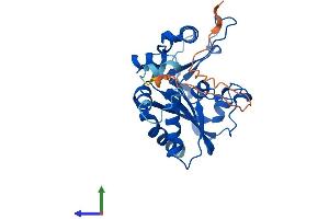 AlphaFold protein structure predicition of Mouse Recombinant Mmachc Protein, UniprotID Q9CZD0