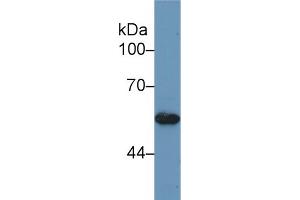Western blot analysis of Human HeLa cell lysate, using Mouse BMP5 Antibody (1 µg/ml) and HRP-conjugated Goat Anti-Rabbit antibody ( (BMP5 抗体  (AA 315-452))