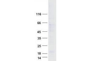 Western Blotting (WB) image for ADP-Ribosylation Factor-Like 13B (ARL13B) (Transcript Variant 1) protein (Myc-DYKDDDDK Tag) (ABIN2714905)
