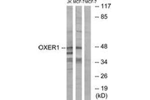 Western blot analysis of extracts from MCF-7/Jurkat cells, using OXER1 Antibody. (OXER1 抗体  (AA 212-261))