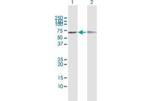 Western Blot analysis of LOXL1 expression in transfected 293T cell line by LOXL1 MaxPab polyclonal antibody.