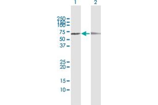 LOXL1 antibody  (AA 1-574)