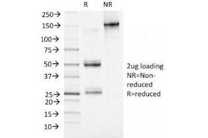 SDS-PAGE Analysis of Purified, BSA-Free MCM7 Antibody (clone MCM7/1469). (MCM7 抗体  (AA 195-319))