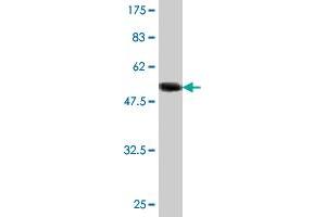 Western Blotting (WB) image for anti-Stratifin (SFN) (AA 1-248) antibody (ABIN516137)