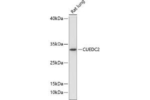 Western blot analysis of extracts of rat lung, using CUEDC2 antibody (ABIN6127673, ABIN6139247, ABIN6139248 and ABIN6218084) at 1:1000 dilution. (CUEDC2 抗体  (AA 1-150))
