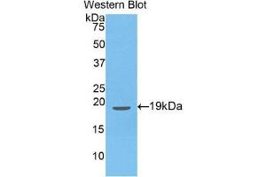 Western Blotting (WB) image for anti-Endothelin 1 (EDN1) (AA 54-202) antibody (ABIN1077983) (Endothelin 1 抗体  (AA 54-202))