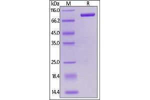 SDS-PAGE (SDS) image for Lymphocyte-Activation Gene 3 (LAG3) (AA 23-450) (Active) protein (Fc Tag,AVI tag,Biotin) (ABIN5954960)