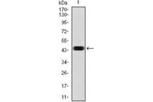 Western Blotting (WB) image for anti-NCK Adaptor Protein 1 (NCK1) antibody (ABIN1108388) (NCK1 抗体)