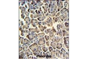 ZACN Antibody (C-term) (ABIN651282 and ABIN2840169) IHC analysis in formalin fixed and paraffin embedded human pancreas tissue followed by peroxidase conjugation of the secondary antibody and DAB staining. (ZACN 抗体  (C-Term))