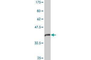 Western Blot detection against Immunogen (44. (ARF6 抗体  (AA 1-175))