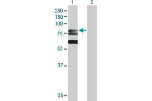 Western Blot analysis of GMPS expression in transfected 293T cell line by GMPS MaxPab polyclonal antibody. (GMP Synthase 抗体  (AA 1-693))