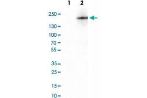Western Blot analysis of Lane 1: negative control (vector only transfected HEK293T cell lysate) and Lane 2: over-expression lysate (co-expressed with a C-terminal myc-DDK tag in mammalian HEK293T cells) with PLA2R1 monoclonal antibody, clone CL0485 . (PLA2R1 抗体)