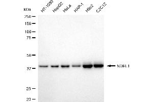 Western blotting analysis using NDEL1 antibody (ABIN7799686).