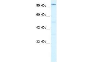 ZNF409 antibody used at 0. (ZFHX2 抗体  (Middle Region))