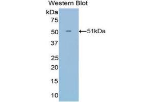 Western blot analysis of the recombinant protein. (IFNA21 抗体  (AA 25-189))