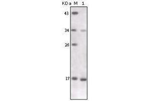 Western blot analysis using TNF-alpha mouse mAb against TNF-alpha recombinant protein. (TNF alpha 抗体)