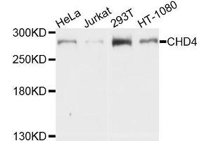 Western blot analysis of extracts of various cell lines, using CHD4 antibody. (CHD4 抗体  (AA 1520-1690))