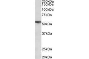 Image no. 1 for anti-Tumor Necrosis Factor Receptor Superfamily, Member 1A (TNFRSF1A) (AA 381-394) antibody (ABIN1104725) (TNFRSF1A 抗体  (AA 381-394))