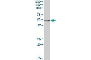 ZBTB32 MaxPab polyclonal antibody. (ZBTB32 抗体  (AA 1-302))