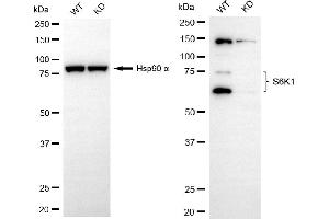 Western blotting analysis using S6K1 antibody (ABIN7800225).