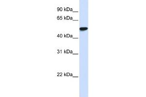 WB Suggested Anti-WDR4 Antibody Titration:  0. (WDR4 抗体  (N-Term))