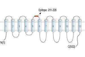 Representative domain view of the target of ABIN7237715.