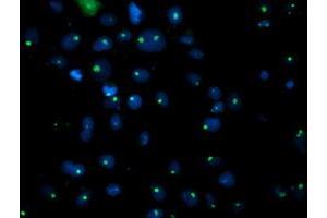 Anti-PGAM2 mouse monoclonal antibody (ABIN2454937) immunofluorescent staining of COS7 cells transiently transfected by pCMV6-ENTRY PGAM2 (RC200701). (PGAM2 抗体)