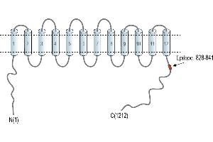 Solute Carrier Family 12 (Potassium-Chloride Transporter) Member 2 (SLC12A2) peptide